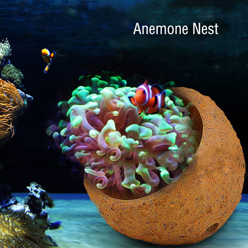 Marine Aquarium Live Sand - Le nid d'anémone empêche l'argile courante