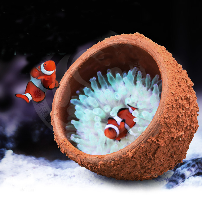 Le nid d'anémone empêche l'arg - Marine Aquarium Live Sand avis et prix